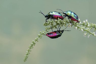 Bir sürü palyaço böceği kır çiçeği yiyor. Bu güzel, gökkuşağı renkli böceğin bilimsel adı Tectocoris diophthalmus..