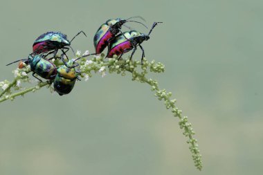 Bir sürü palyaço böceği kır çiçeği yiyor. Bu güzel, gökkuşağı renkli böceğin bilimsel adı Tectocoris diophthalmus..