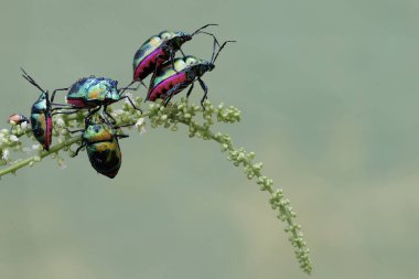 Bir sürü palyaço böceği kır çiçeği yiyor. Bu güzel, gökkuşağı renkli böceğin bilimsel adı Tectocoris diophthalmus..