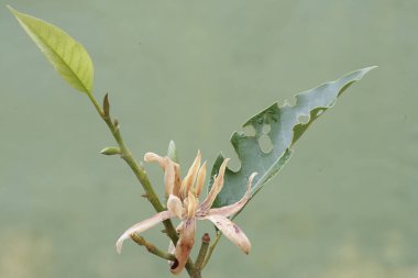 The beauty of a white magnolia flower in bloom. This fragrant flower has the scientific name Michelia champaca. 