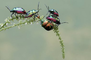 Bir sürü palyaço böceği kır çiçeği yiyor. Bu güzel, gökkuşağı renkli böceğin bilimsel adı Tectocoris diophthalmus..