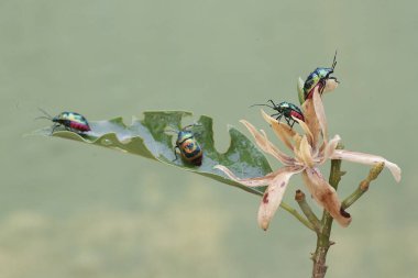 Bir sürü palyaço böceği kır çiçeği yiyor. Bu güzel, gökkuşağı renkli böceğin bilimsel adı Tectocoris diophthalmus..