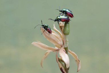Bir sürü palyaço böceği kır çiçeği yiyor. Bu güzel, gökkuşağı renkli böceğin bilimsel adı Tectocoris diophthalmus..