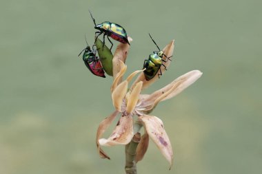 Bir sürü palyaço böceği kır çiçeği yiyor. Bu güzel, gökkuşağı renkli böceğin bilimsel adı Tectocoris diophthalmus..