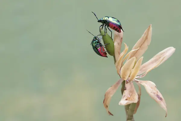 Een Aantal Harlekijnwantsen Eten Wilde Bloemen Dit Prachtige Regenboogkleurige Insect — Stockfoto