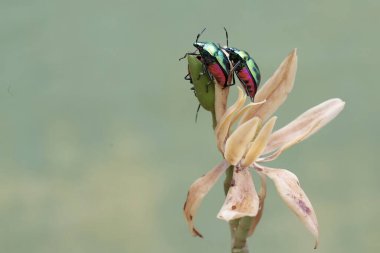 Bir sürü palyaço böceği kır çiçeği yiyor. Bu güzel, gökkuşağı renkli böceğin bilimsel adı Tectocoris diophthalmus..