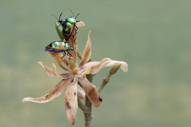 Bir sürü palyaço böceği kır çiçeği yiyor. Bu güzel, gökkuşağı renkli böceğin bilimsel adı Tectocoris diophthalmus..