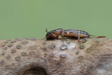 A mole cricket is looking for food on a rotten bamboo trunk. This insect has the scientific name Gryllotalpa gryllotalpa. clipart