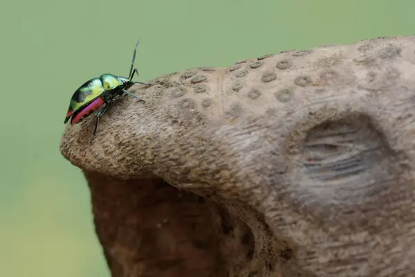 A harlequin bug is looking for food on a rotting bamboo trunk. This beautiful, rainbow-colored insect has the scientific name Tectocoris diophthalmus.