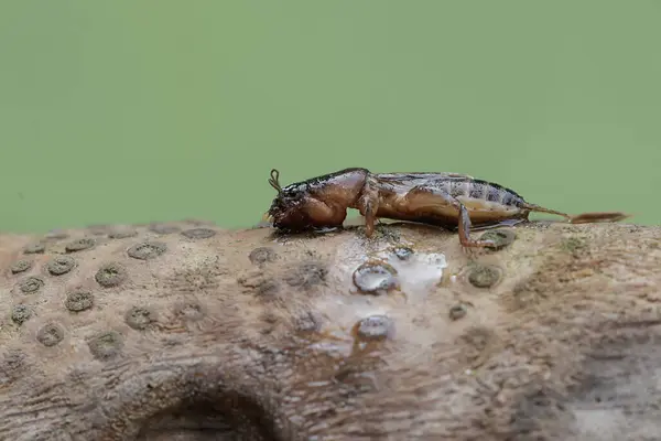 Mole Cricket Looking Food Rotten Bamboo Trunk Insect Has Scientific — Stock Photo, Image
