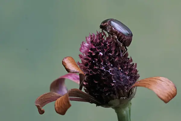 Escarabajo Navideño Anolognathus Alimenta Una Flor Silvestre Que Marchitado Este —  Fotos de Stock