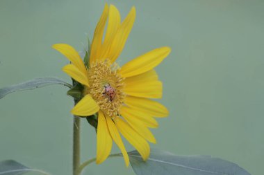 Çiçek açan ayçiçeğinin güzelliği. Bu güzel, parlak sarı çiçeğin bilimsel adı Helianthus Annuus..