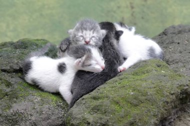 Birkaç yeni doğmuş kedi yavrusunun sevimli ve sevimli görünüşü. Sık sık evcil hayvan olarak kullanılan bu memelinin bilimsel adı Felis catus 'tur..