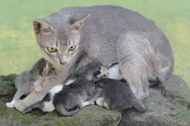 Dişi bir kedi yeni doğmuş bebeklerini emziriyor. Sık sık evcil hayvan olarak kullanılan bu memelinin bilimsel adı Felis catus 'tur..