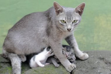 Dişi bir kedi yeni doğmuş bebeklerini emziriyor. Sık sık evcil hayvan olarak kullanılan bu memelinin bilimsel adı Felis catus 'tur..