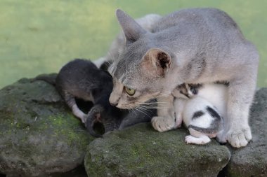 Dişi bir kedi yeni doğmuş bebeklerini emziriyor. Sık sık evcil hayvan olarak kullanılan bu memelinin bilimsel adı Felis catus 'tur..