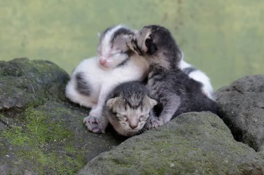 Birkaç yeni doğmuş kedi yavrusunun sevimli ve sevimli görünüşü. Sık sık evcil hayvan olarak kullanılan bu memelinin bilimsel adı Felis catus 'tur..