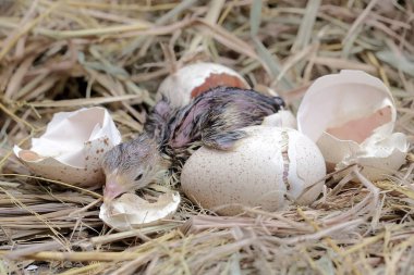 Yavru bir hindiyi yuvasında yumurtadan çıkarma süreci. Bu hayvan bilimsel adı Meleagris Dörtnala olan insanlar tarafından yetiştirilmektedir..