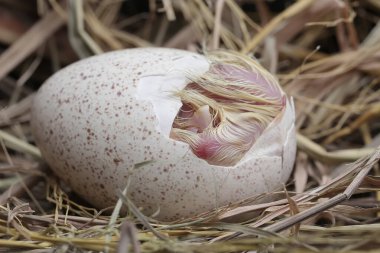 Yavru bir hindiyi yuvasında yumurtadan çıkarma süreci. Bu hayvan bilimsel adı Meleagris Dörtnala olan insanlar tarafından yetiştirilmektedir..
