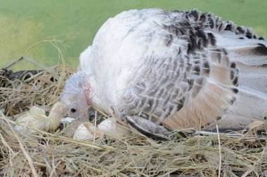 A female turkey is incubating her newly hatched eggs and babies in the nest. This animal is commonly cultivated by humans with the scientific name Meleagris gallopavo. clipart