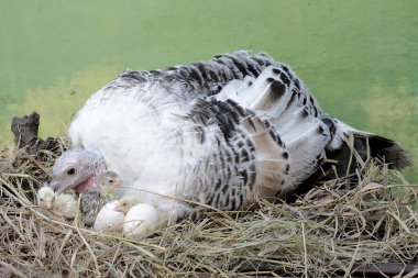 Dişi bir hindi yuvasında yumurtalarını ve bebeklerini kuluçkaya yatırıyor. Bu hayvan bilimsel adı Meleagris Dörtnala olan insanlar tarafından yetiştirilmektedir..