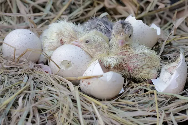 Yuvadaki yumurtalarından birkaç yavru hindi yumurtadan çıktı. Bu hayvan bilimsel adı Meleagris Dörtnala olan insanlar tarafından yetiştirilmektedir..