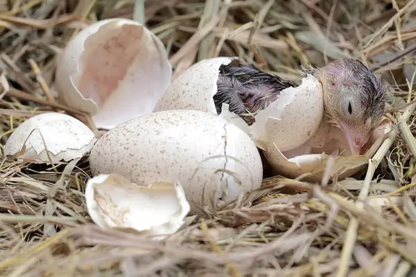 巣の中で赤ちゃんの七面鳥を孵化するプロセス この動物は一般的に 科学的な名前で人間によって栽培されています Meleagris Gallopavo ストック画像