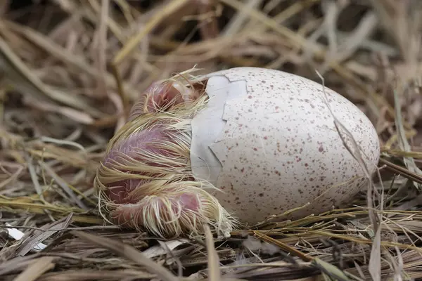 巣の中で赤ちゃんの七面鳥を孵化するプロセス この動物は一般的に 科学的な名前で人間によって栽培されています Meleagris Gallopavo ロイヤリティフリーのストック画像