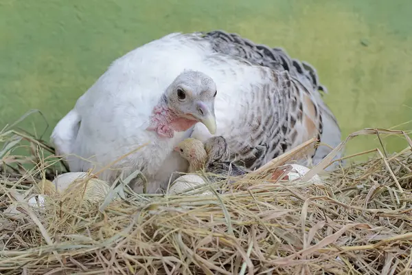 女性の七面鳥は 巣に新たに孵化した卵と赤ちゃんをインキュベートしています この動物は一般的に 科学的な名前で人間によって栽培されています Meleagris Gallopavo ロイヤリティフリーのストック画像