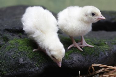 Bir günlük iki bebek hindi yosun kaplı bir kayanın üzerinde yiyecek arıyor. Genellikle et tüketimi için insanlar tarafından beslenen bu kuşun bilimsel adı Meleagris Dörtnala 'dır..