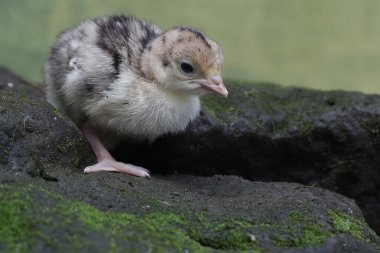 Bir günlük bir hindi yavrusu yosun kaplı bir kayanın üzerinde yiyecek arıyor. Genellikle et tüketimi için insanlar tarafından beslenen bu kuşun bilimsel adı Meleagris Dörtnala 'dır..