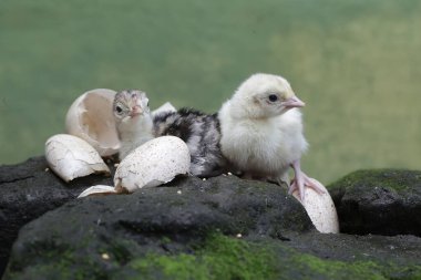 Bir günlük iki bebek hindi yosun kaplı bir kayanın üzerinde yiyecek arıyor. Genellikle et tüketimi için insanlar tarafından beslenen bu kuşun bilimsel adı Meleagris Dörtnala 'dır..