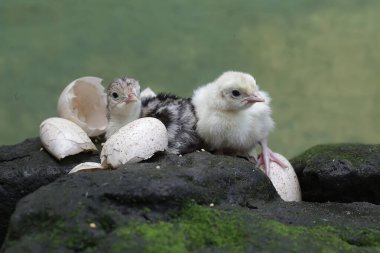 Bir günlük iki bebek hindi yosun kaplı bir kayanın üzerinde yiyecek arıyor. Genellikle et tüketimi için insanlar tarafından beslenen bu kuşun bilimsel adı Meleagris Dörtnala 'dır..