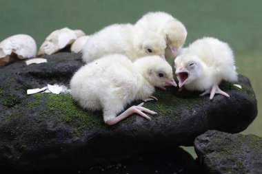 Sadece bir günlük bebek hindilerin şirin ve tapılası görüntüsü. Genellikle et tüketimi için insanlar tarafından beslenen bu kuşun bilimsel adı Meleagris Dörtnala 'dır..