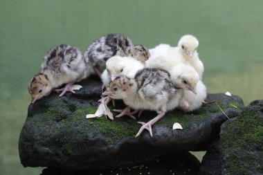 Sadece bir günlük bebek hindilerin şirin ve tapılası görüntüsü. Genellikle et tüketimi için insanlar tarafından beslenen bu kuşun bilimsel adı Meleagris Dörtnala 'dır..