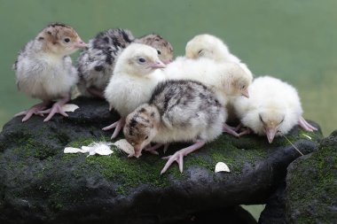 Sadece bir günlük bebek hindilerin şirin ve tapılası görüntüsü. Genellikle et tüketimi için insanlar tarafından beslenen bu kuşun bilimsel adı Meleagris Dörtnala 'dır..