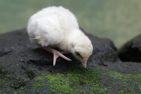One Day Old Baby Turkey Looking Food Rock Covered Moss — Stockfoto