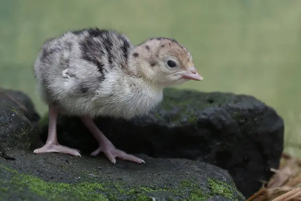 One Day Old Baby Turkey Looking Food Rock Covered Moss — 图库照片