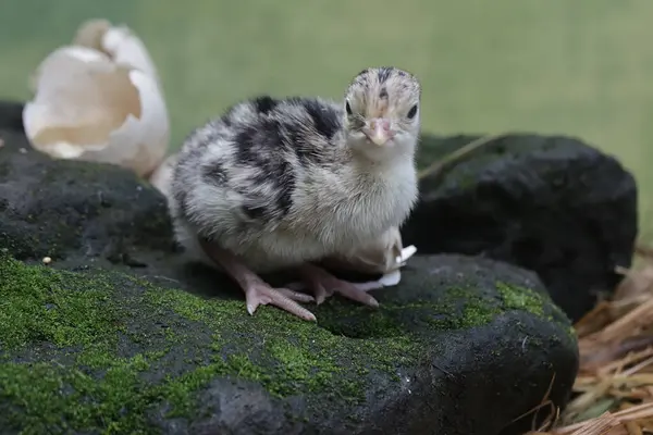 One Day Old Baby Turkey Looking Food Rock Covered Moss — 图库照片