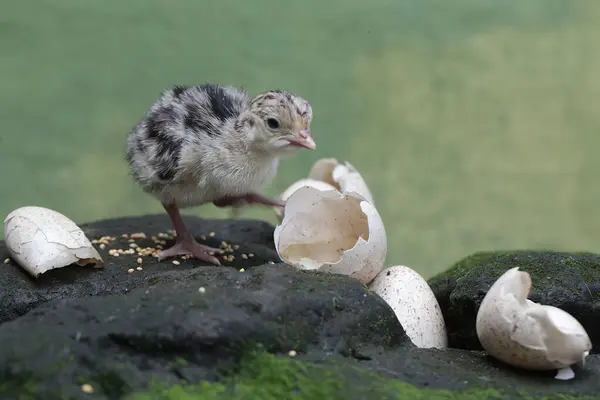 One Day Old Baby Turkey Looking Food Rock Covered Moss — Stockfoto