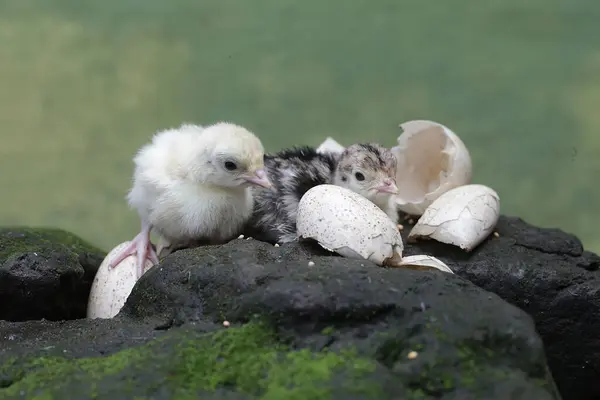 Two One Day Old Baby Turkeys Looking Food Rock Covered — Stockfoto