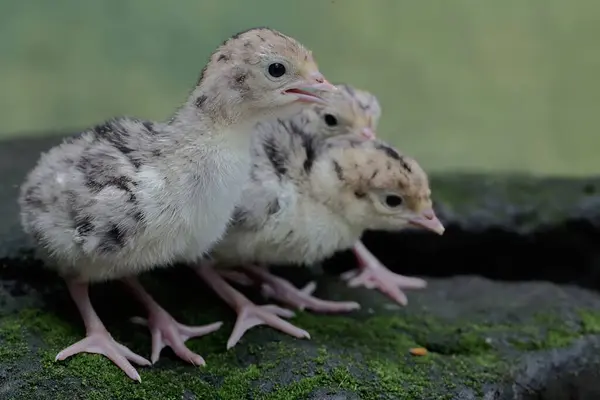 たった1日しかない赤ちゃんの七面鳥の可愛くて可愛い外観 肉の消費のために人間によって飼育されるこの鳥は Meleagris Gallopavoという科学的な名前を持っています ロイヤリティフリーのストック写真