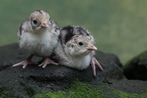 2歳の赤ちゃんの七面鳥が モスで覆われた岩の上に食べ物を求めている 肉の消費のために人間によって飼育されるこの鳥は Meleagris Gallopavoという科学的な名前を持っています ストックフォト