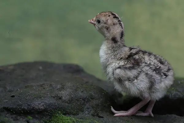 1歳の赤ん坊の七面鳥が モスに覆われた岩の上に食べ物を求めている 肉の消費のために人間によって飼育されるこの鳥は Meleagris Gallopavoという科学的な名前を持っています ストック写真