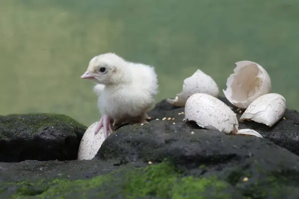 1歳の赤ん坊の七面鳥が モスに覆われた岩の上に食べ物を求めている 肉の消費のために人間によって飼育されるこの鳥は Meleagris Gallopavoという科学的な名前を持っています ストックフォト