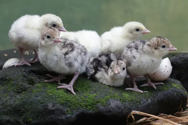 たった1日しかない赤ちゃんの七面鳥の可愛くて可愛い外観 肉の消費のために人間によって飼育されるこの鳥は Meleagris Gallopavoという科学的な名前を持っています ストック画像