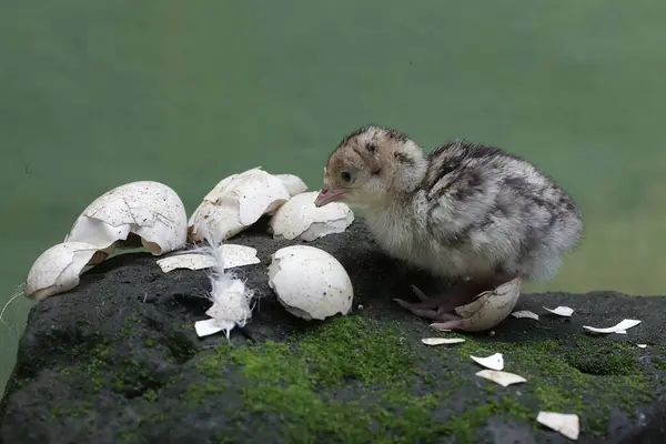 1歳の赤ん坊の七面鳥が モスに覆われた岩の上に食べ物を求めている 肉の消費のために人間によって飼育されるこの鳥は Meleagris Gallopavoという科学的な名前を持っています ロイヤリティフリーのストック画像