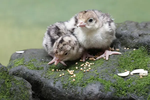 2歳の赤ちゃんの七面鳥が モスで覆われた岩の上に食べ物を求めている 肉の消費のために人間によって飼育されるこの鳥は Meleagris Gallopavoという科学的な名前を持っています ストック写真