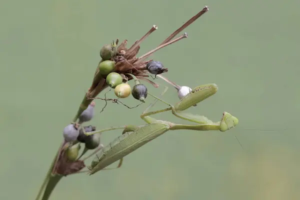 stock image A green praying mantis is looking for prey on the fruit-filled branches of the Job's tears plant. This insect has the scientific name Hierodula sp.