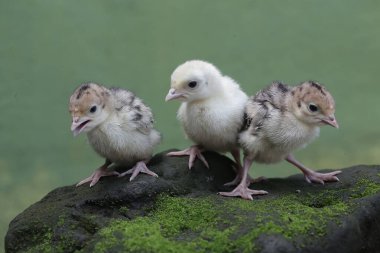 Sadece bir günlük bebek hindilerin şirin ve tapılası görüntüsü. Genellikle et tüketimi için insanlar tarafından beslenen bu kuşun bilimsel adı Meleagris Dörtnala 'dır..